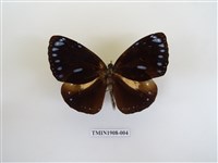 藏品(圓翅紫斑蝶)的圖片